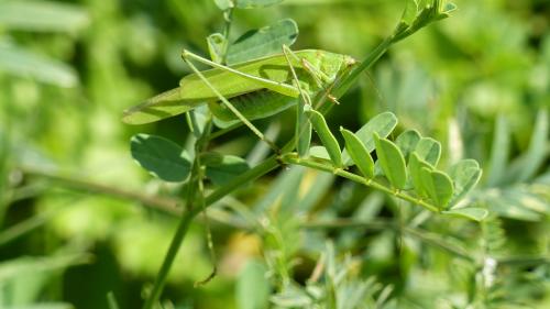 Réf. 190 487 : Phaneroptera falcata